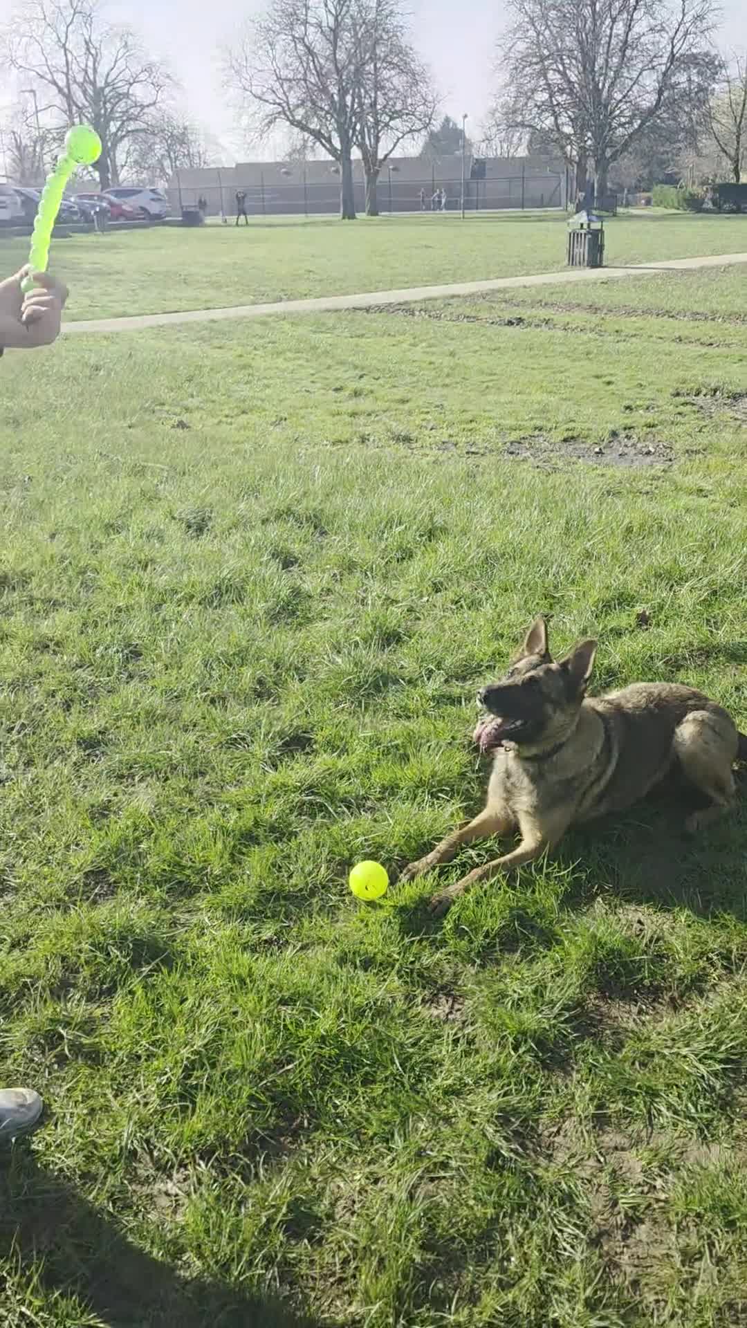 German Shepherd dogs for sale: Trained Working Line German Shepherd – Daisy - Video 1