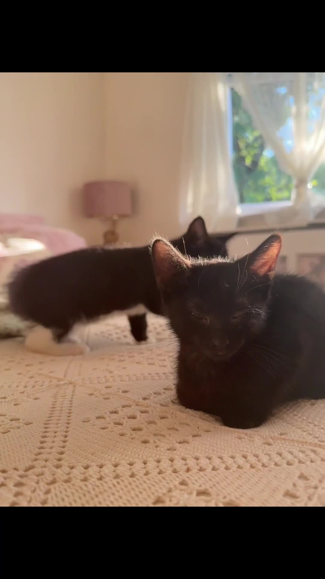 Mixed Breed cats for sale: Kittens looking for their PURRfect forever homes - Video 1