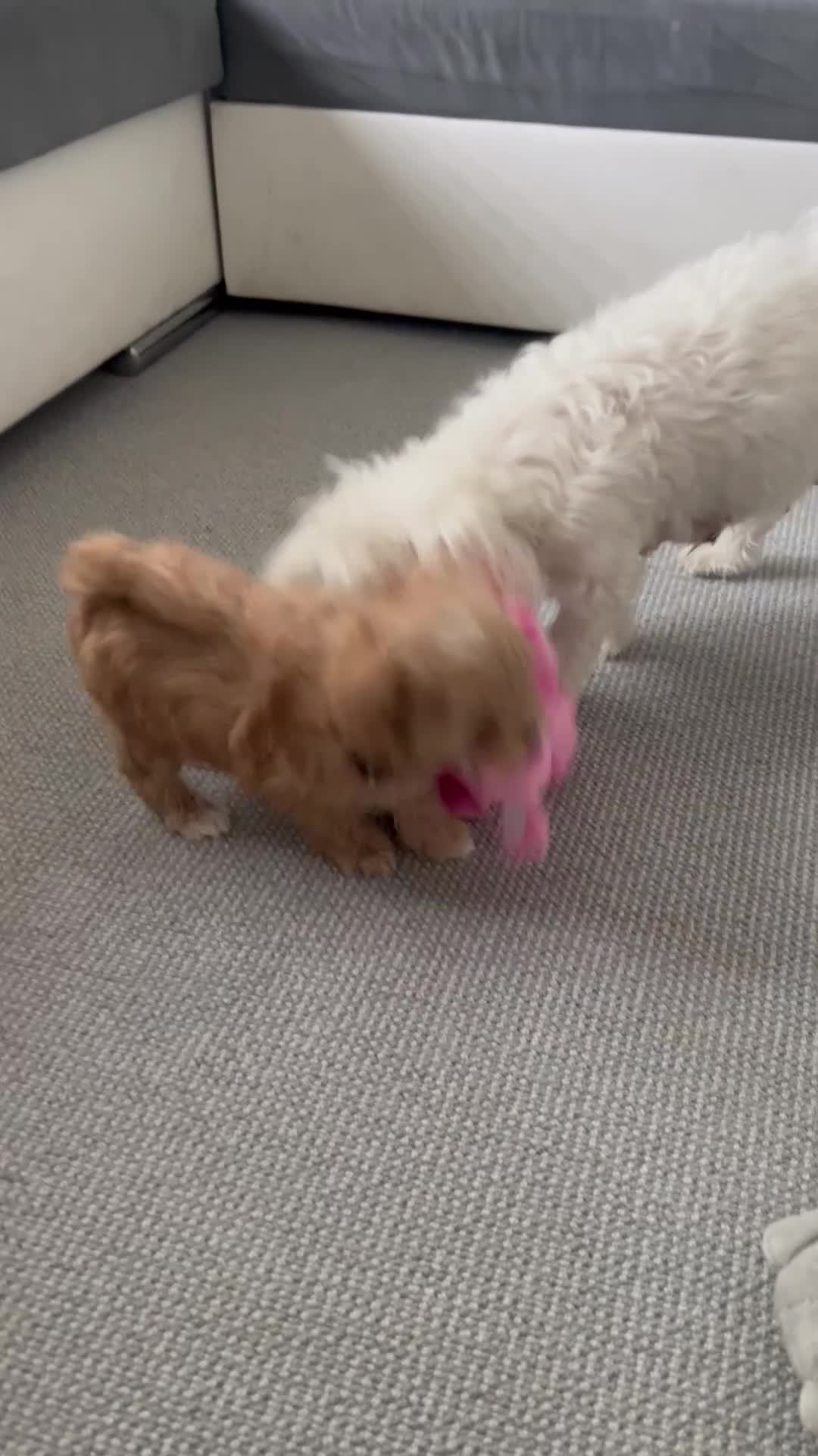 Maltipoo dogs for sale: Beautiful Tiny Maltipoo 3 girls 1 boy  - Video 2