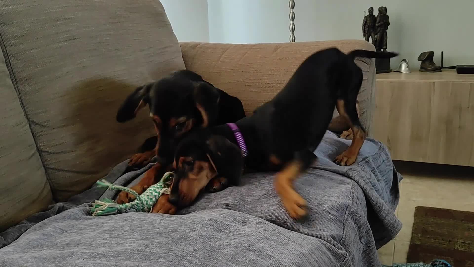 Mixed Breed dogs for adoption: Handsome Alfie - 5 months old Hound cross in Stone - Video 1