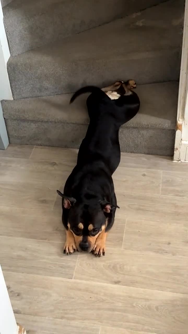 American Bully dogs for sale: Pocket Bully 3years old - Video 3