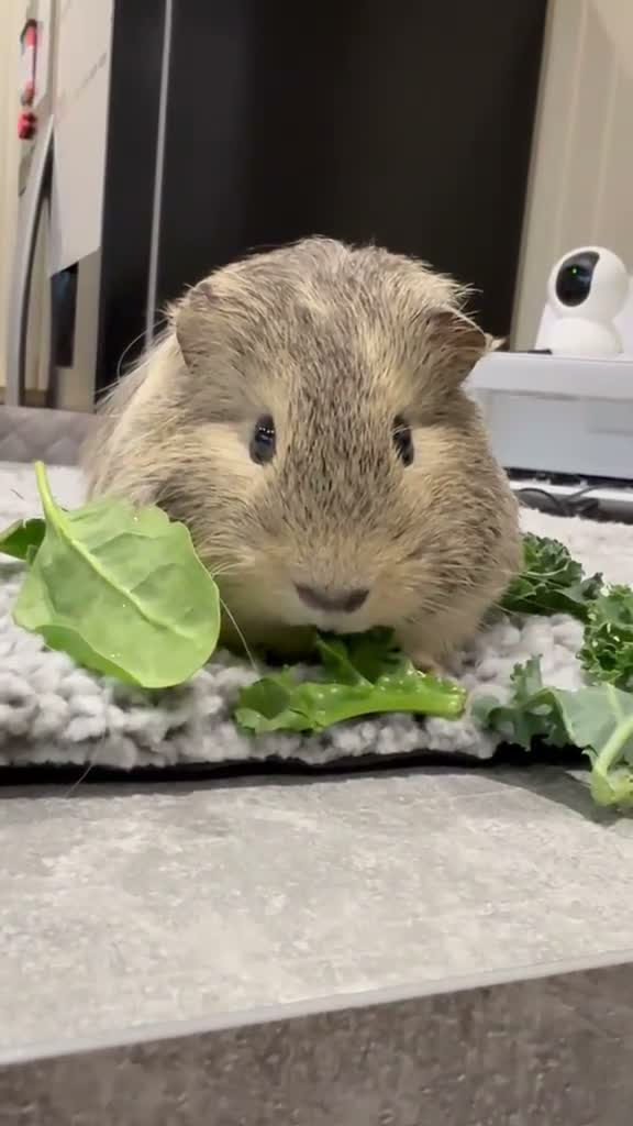 Guinea Pig rodents for sale: 3 Male Guinea Pigs Rehome - Video 2