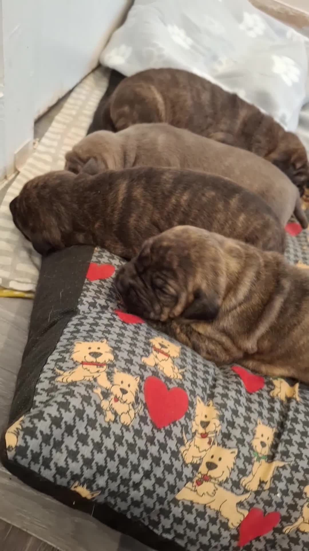 Mixed Breed dogs for sale: 🐾 EXCEPTIONAL LITTER OF 4 BIG,BOLD & BEAUTIFUL 🐾 - Video 2