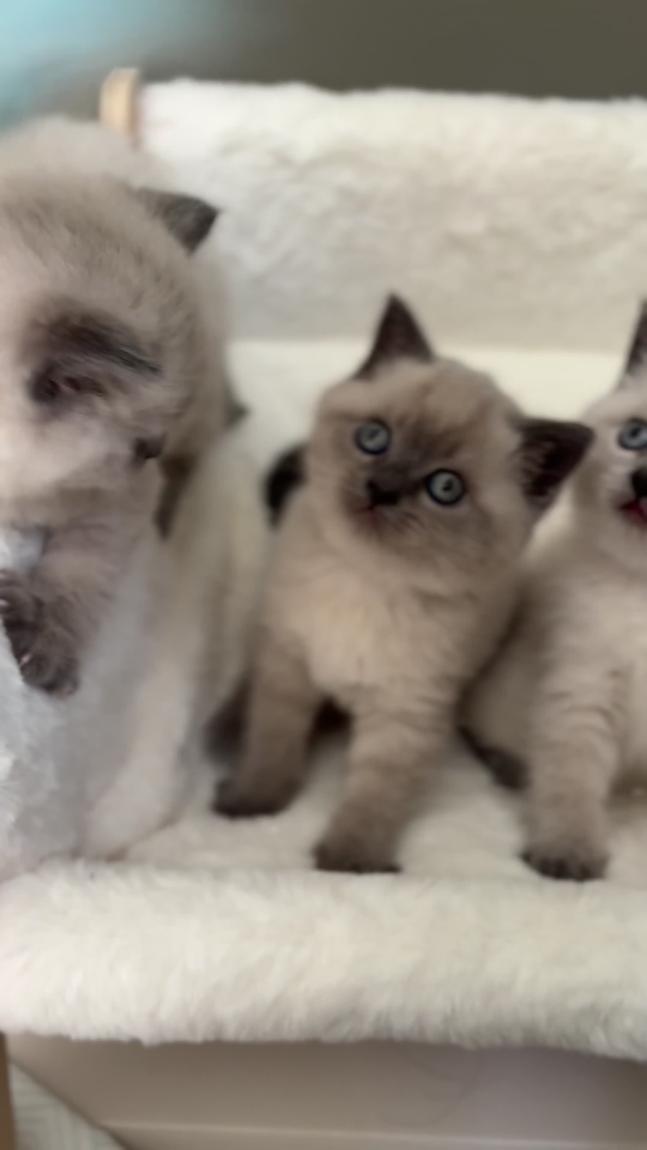 Scottish Fold cats for sale: Scottish fold British shorthair kittens  - Video 2
