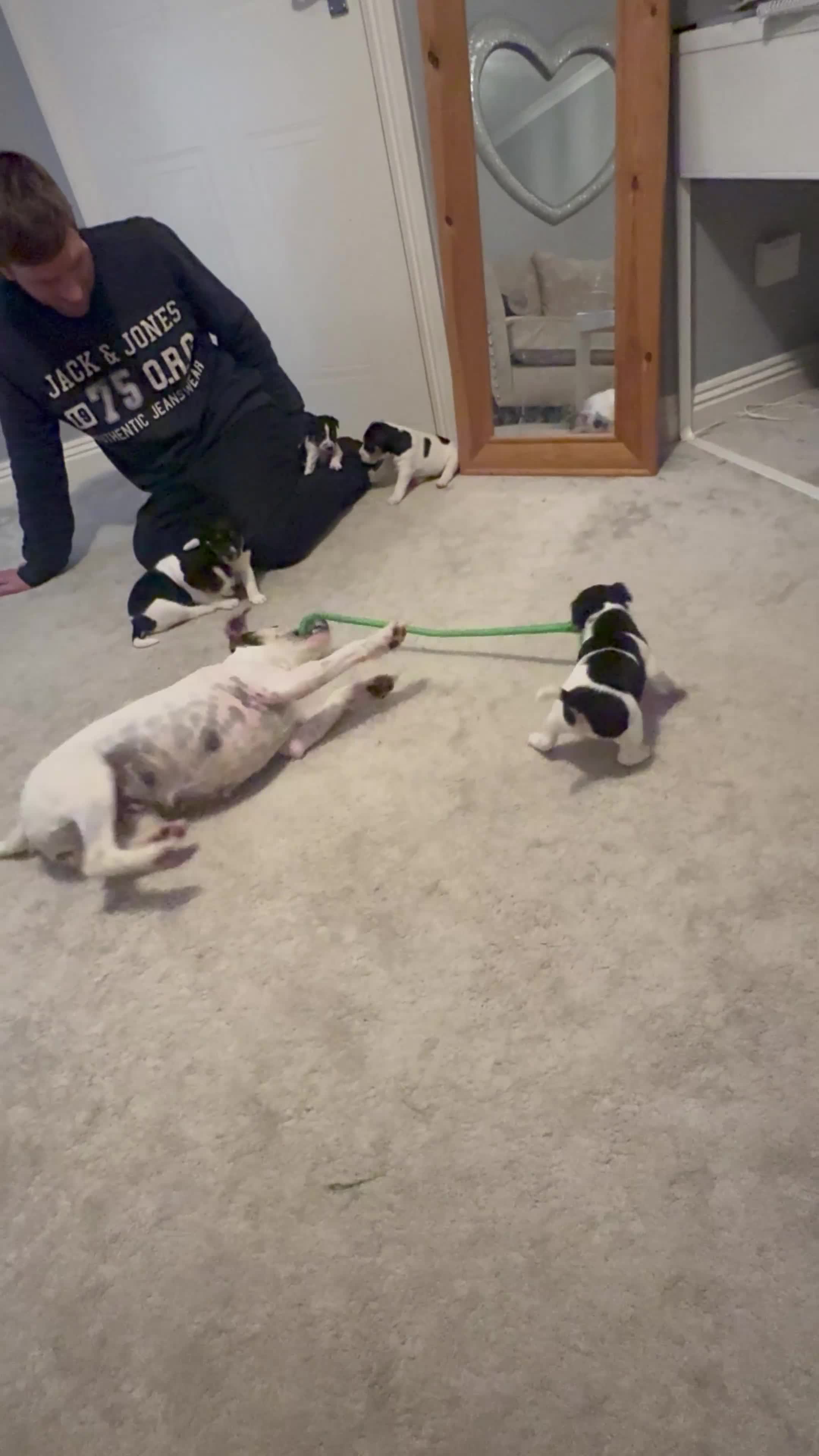 Parson Russell dogs for sale: Beautiful Parsons Russel Pups - Video 1