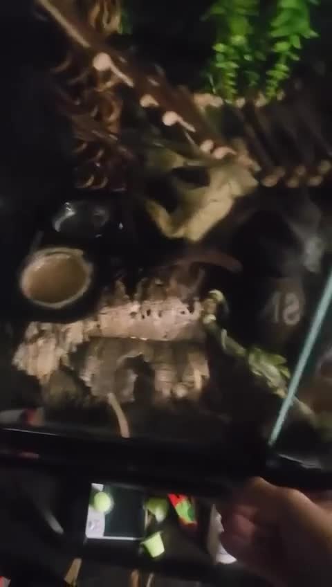 Gecko reptiles for sale: 2 x full paired crested gecko set ups available  - Video 1