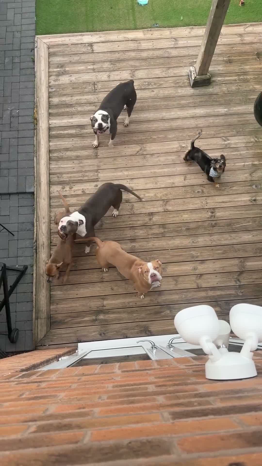 Mixed Breed dogs for sale: Daschund X Frenchie Only 2 left! - Video 1