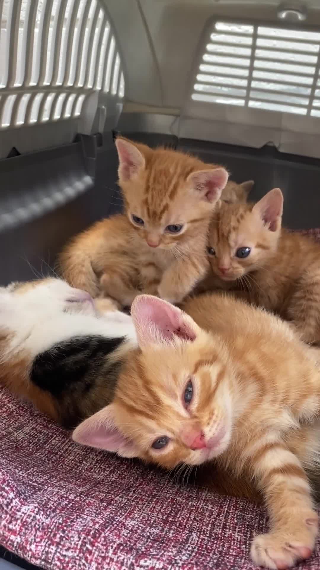 Mixed Breed cats for sale: Kittens from sale  - Video 2