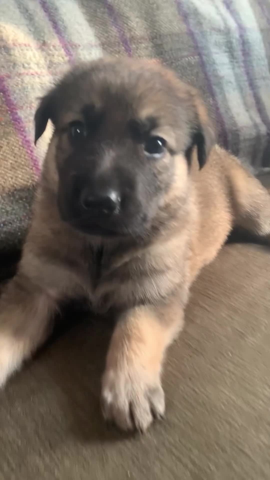 Mixed Breed dogs for sale: Labrador x German Shepard puppies - Video 1