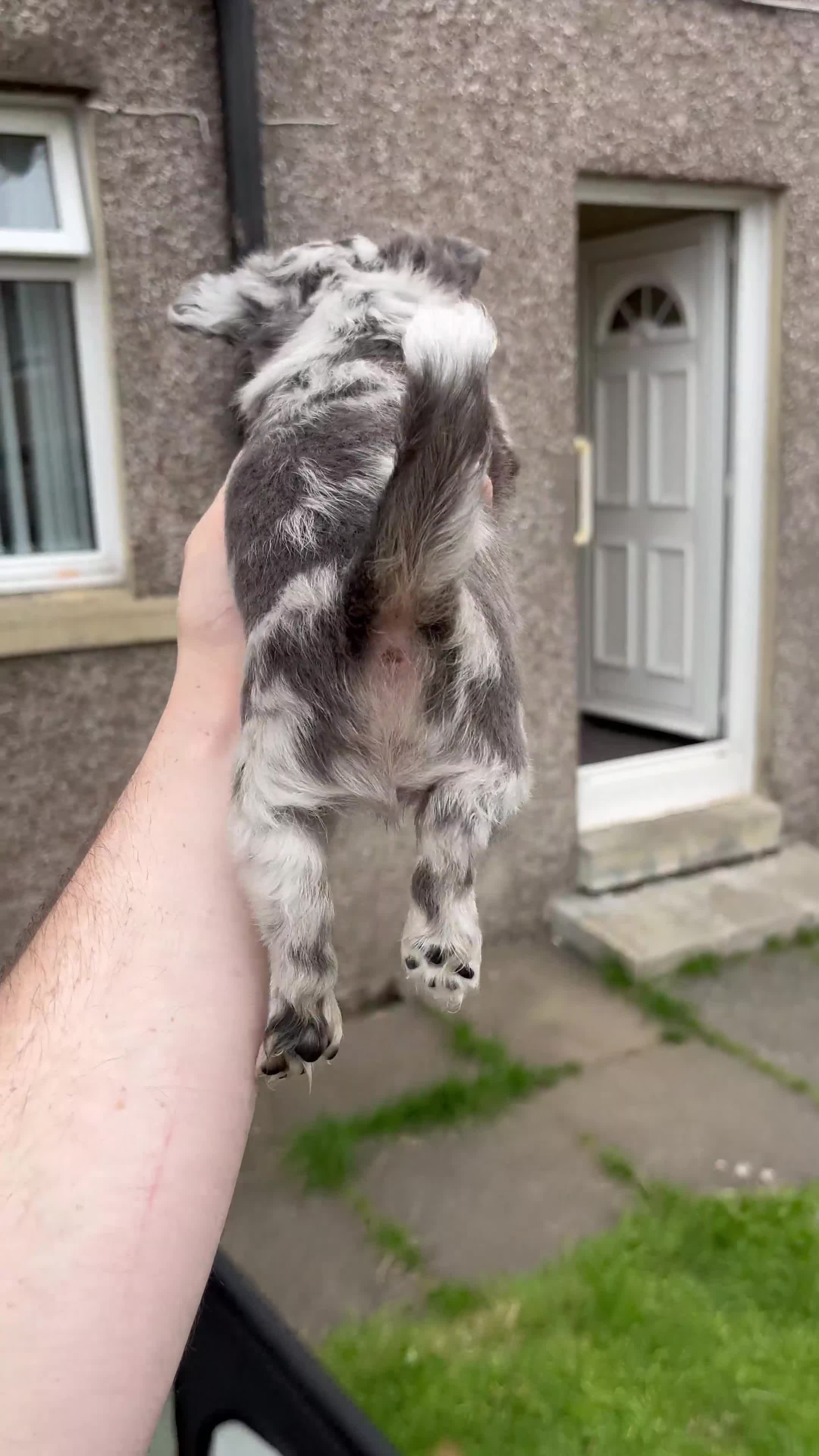 Chihuahua dogs for sale: Absolutely Stunning Merle Chihuahua Boy - Video 1