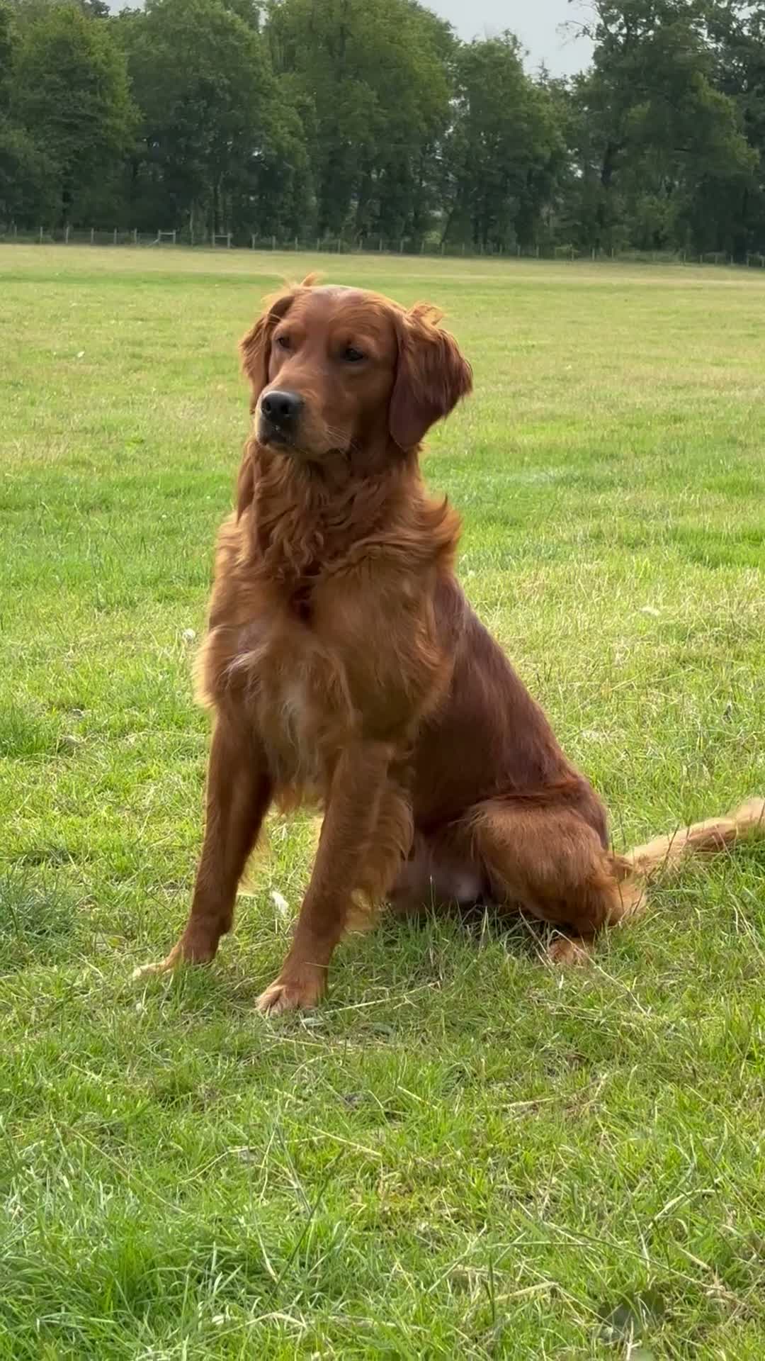 Golden Retriever dogs for sale: Dark red KC Golden retriever puppies in Preston - Video 2