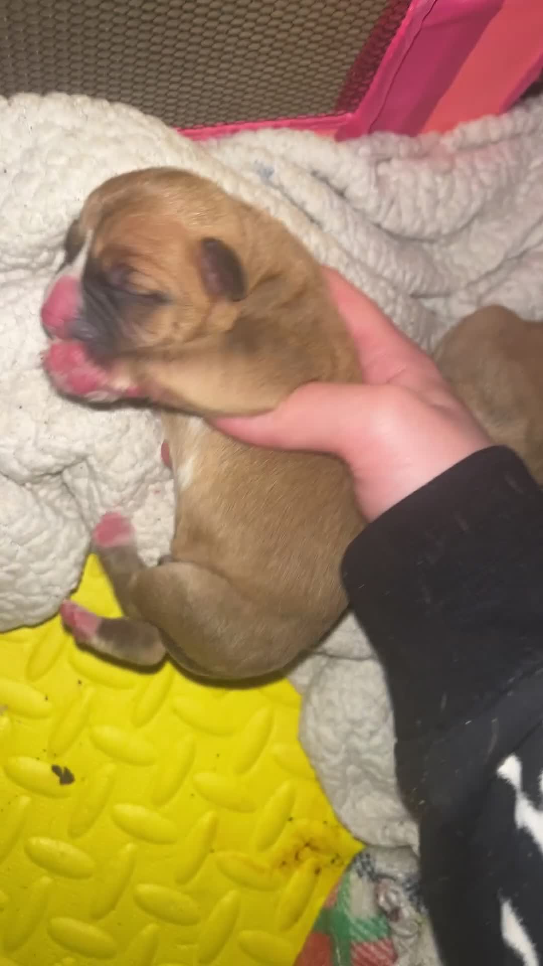 Mixed Breed dogs for sale: Bully staffy pups  - Video 5