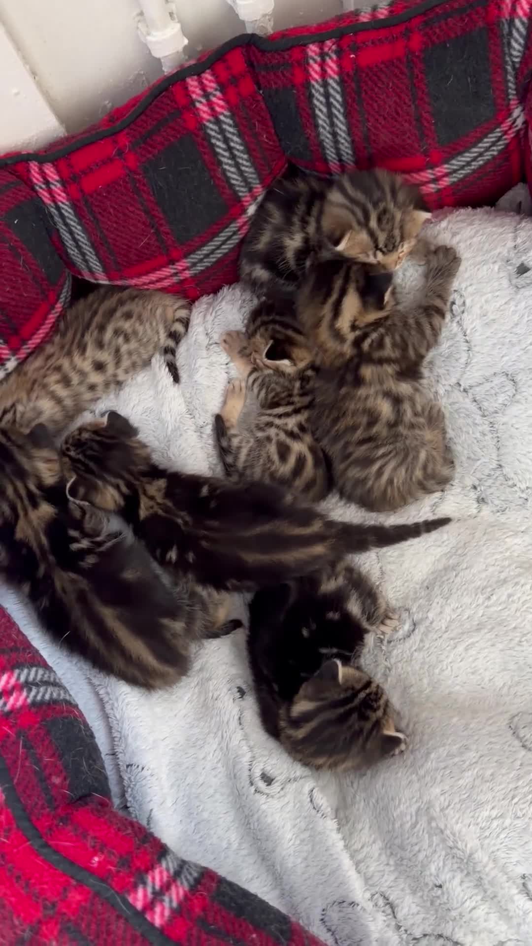 Bengal cats for sale: Bengal kittens Mum is Tica registered  - Video 3
