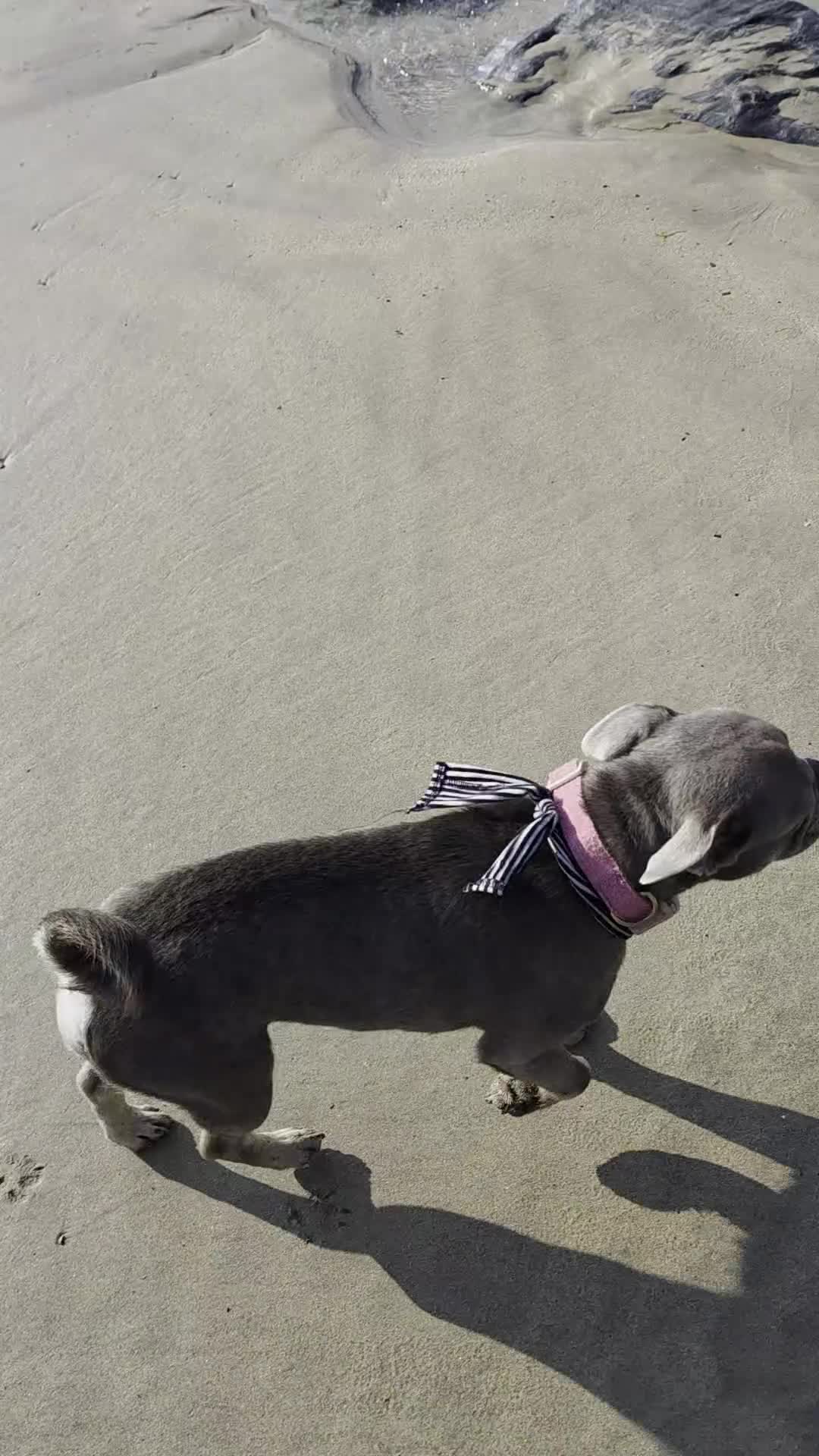 Frug dogs for sale: Blue Bella - Video 1