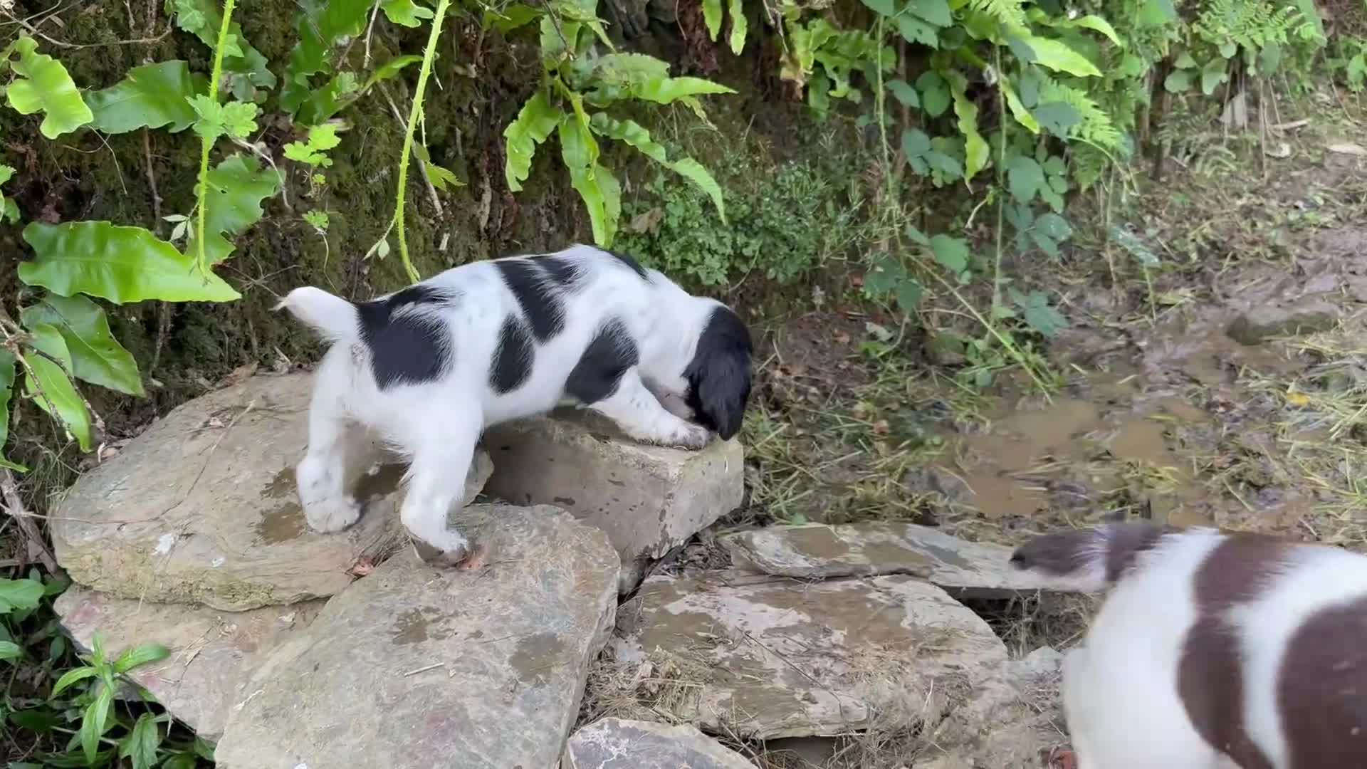 English Springer Spaniel dogs for sale: Springer spaniel puppies for sale  - Video 3