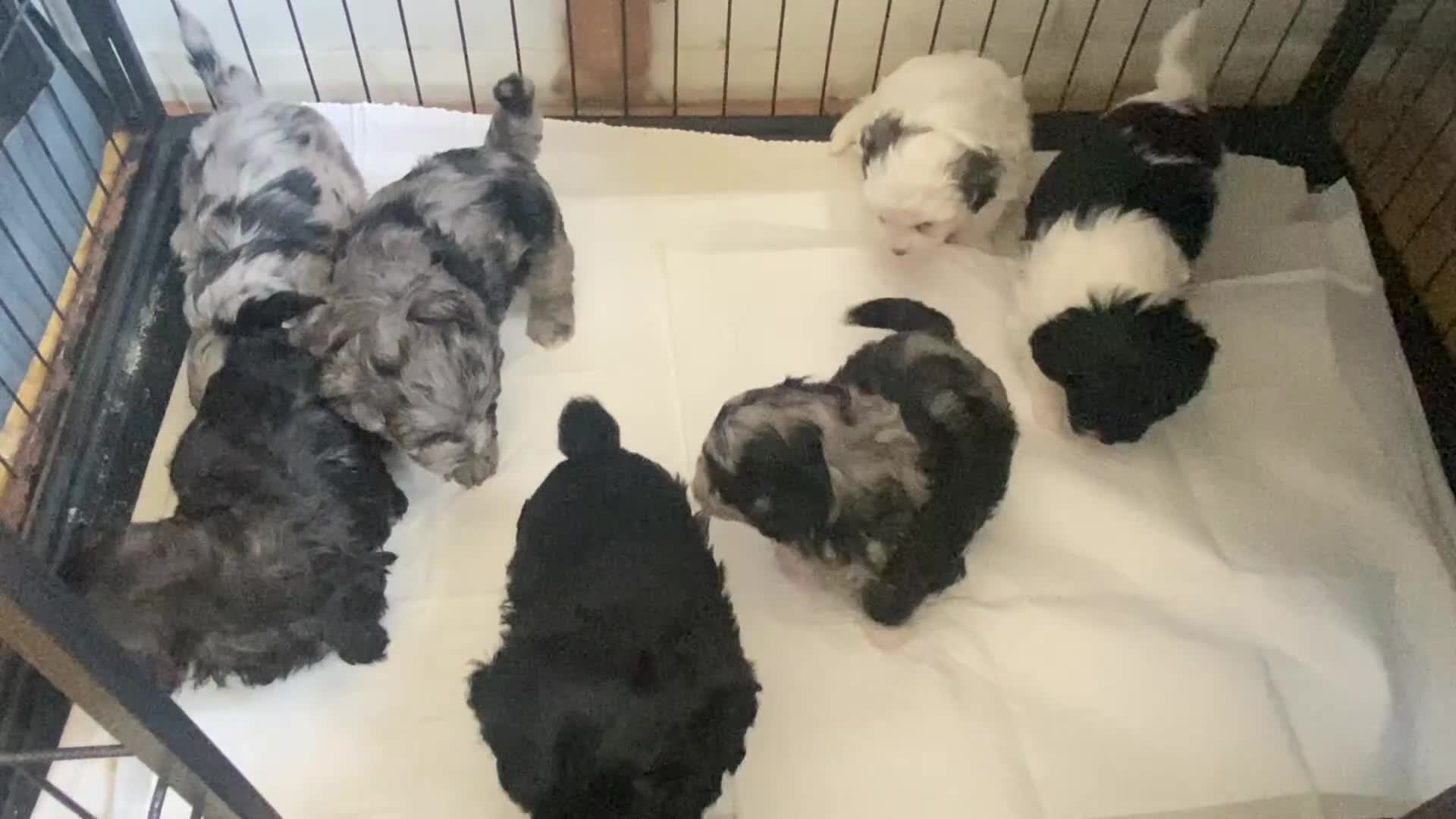 Shihpoo dogs for sale: Adorable F1 ShihPoo puppies in Faversham - Video 1