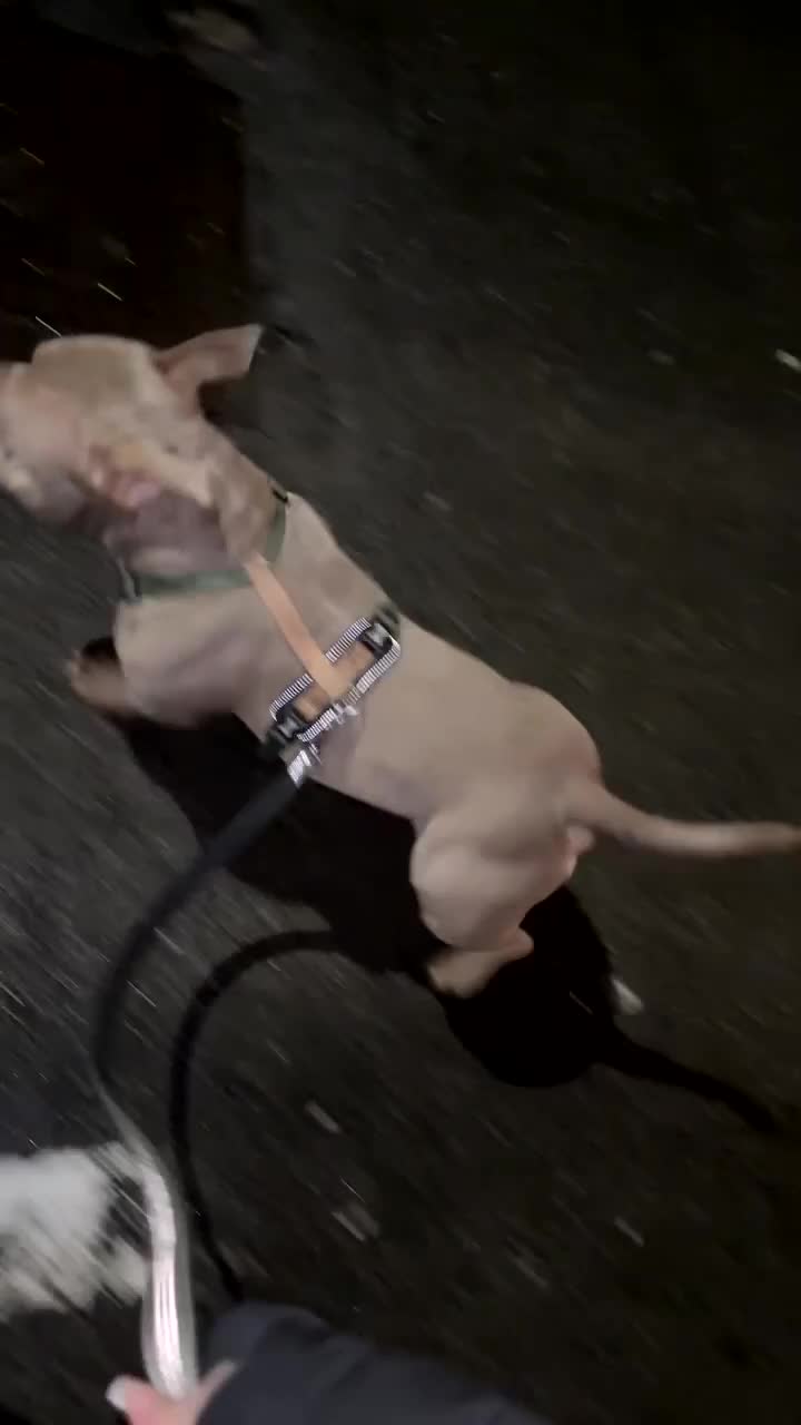 American Bully dogs for sale: Stunning Micro Bully - Registered  - Video 1