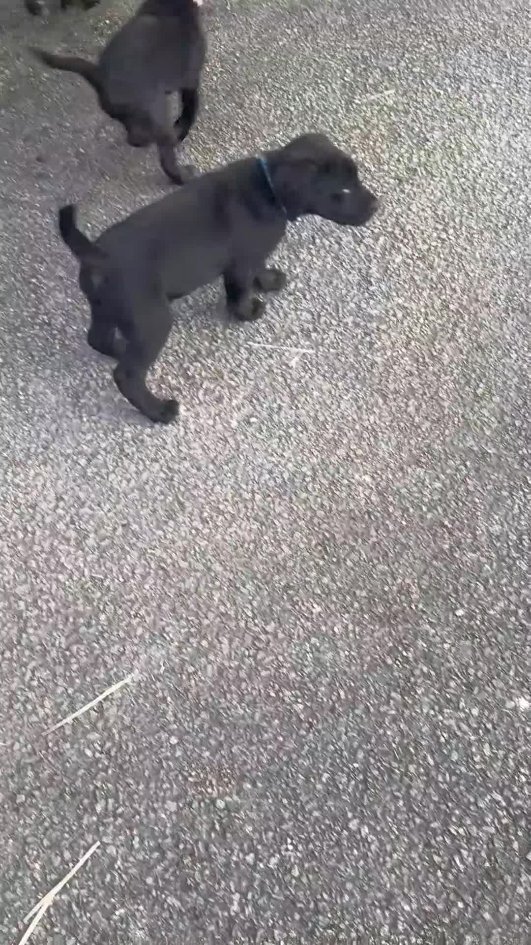 Mixed Breed dogs for sale: All Puppies now reserved   - Video 2