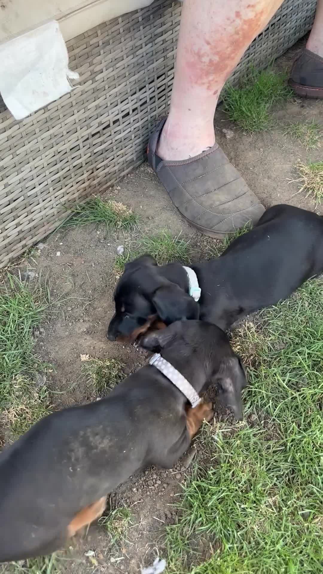 Dachshund dogs for sale: Male Dachshund  - Video 1