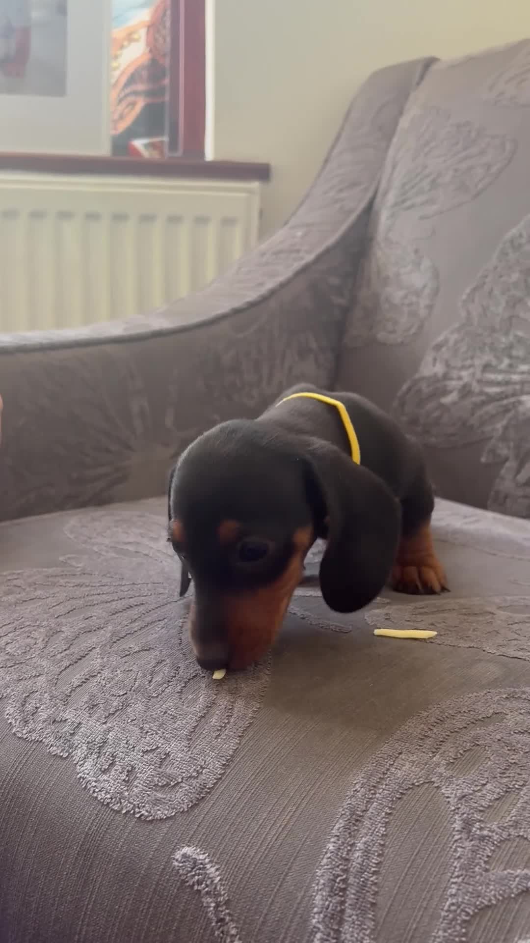 Dachshund dogs for sale: 6 Beautiful Dachshund Puppies 🐾🐶 - Video 4