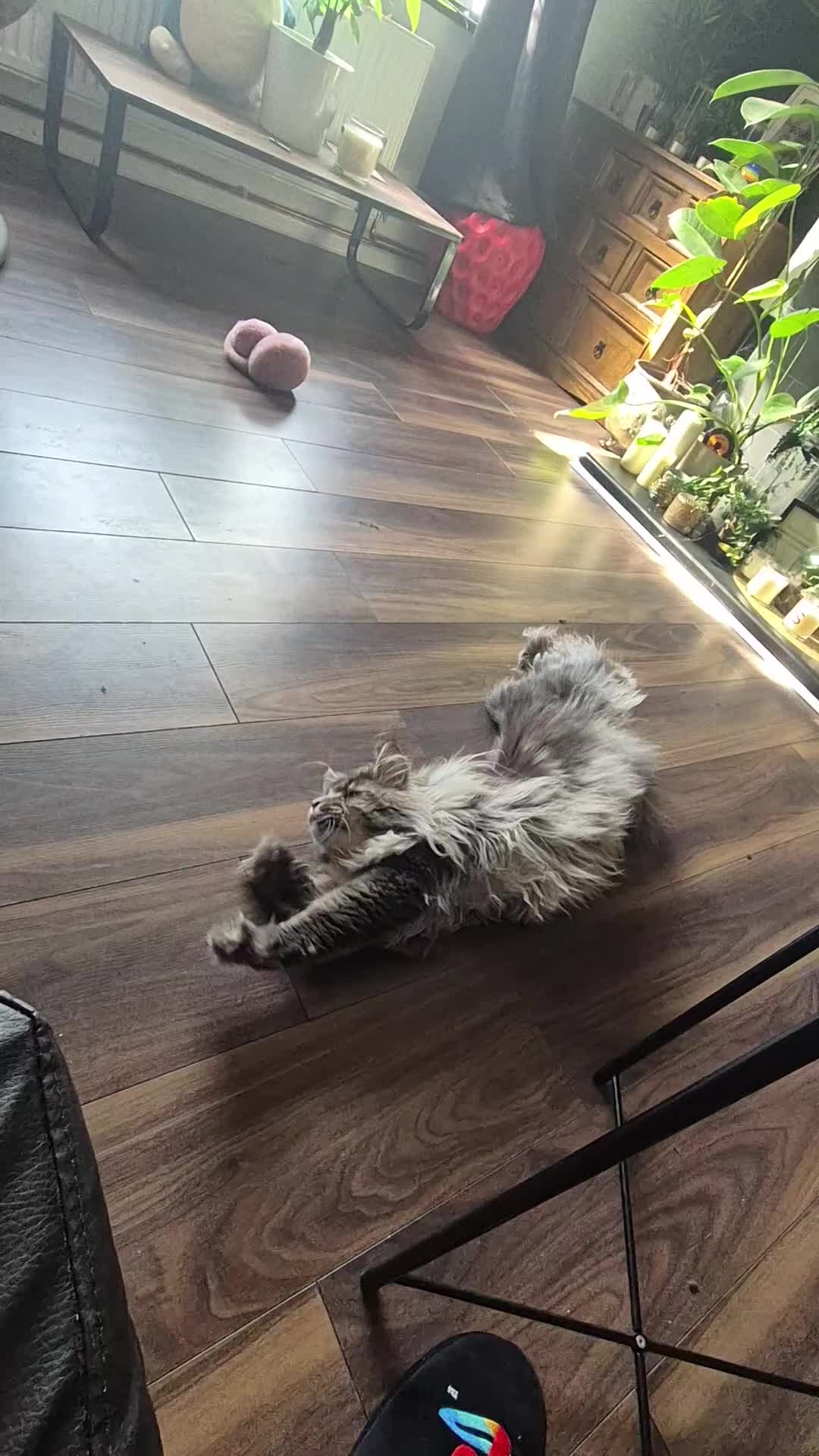 Maine Coon cats for stud: Maine Coon boy for stud - Video 1