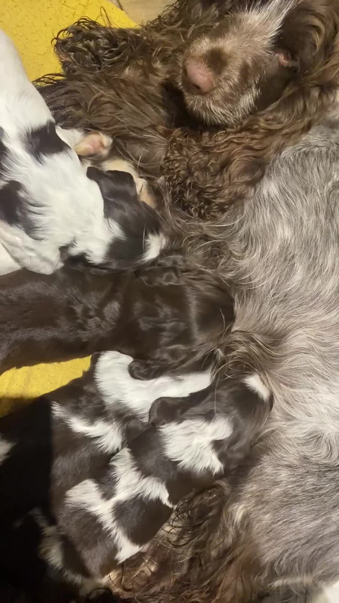 Cocker Spaniel dogs for sale: Lovely show Cocker spaniel puppies 🐶  - Video 2