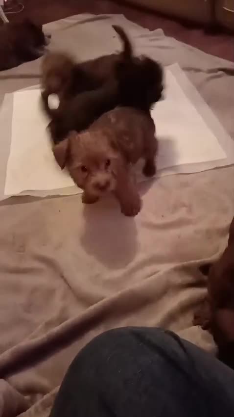 Norfolk Terrier dogs for sale: Norfolk Terrier Puppies - Video 1