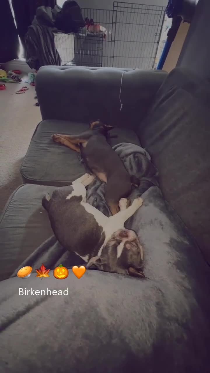 French Bulldog dogs for sale: 2 French bulldog sisters  - Video 2