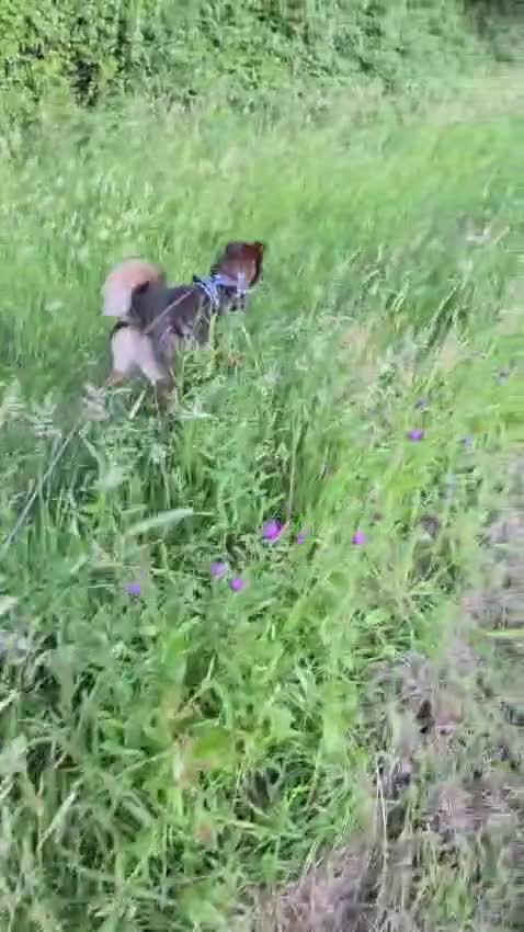 Mixed Breed dogs for adoption: 💙🐶 MACHO – HE GAVE HIS WHOLE HEART - Video 2