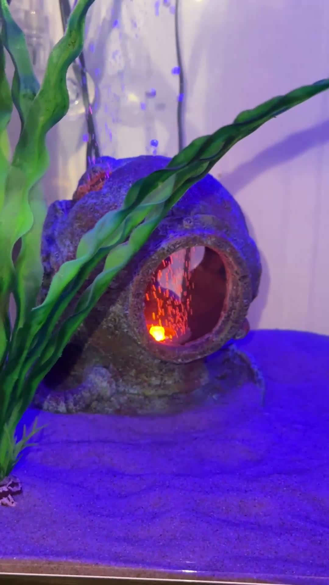 Axolotl reptiles for sale: Dark Axanthic Axolotl + Full Set Up - Video 1