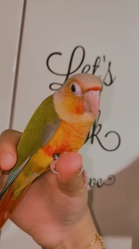 Conures birds for sale: Beautiful tame Conures ""£300 Each"" - Video 2