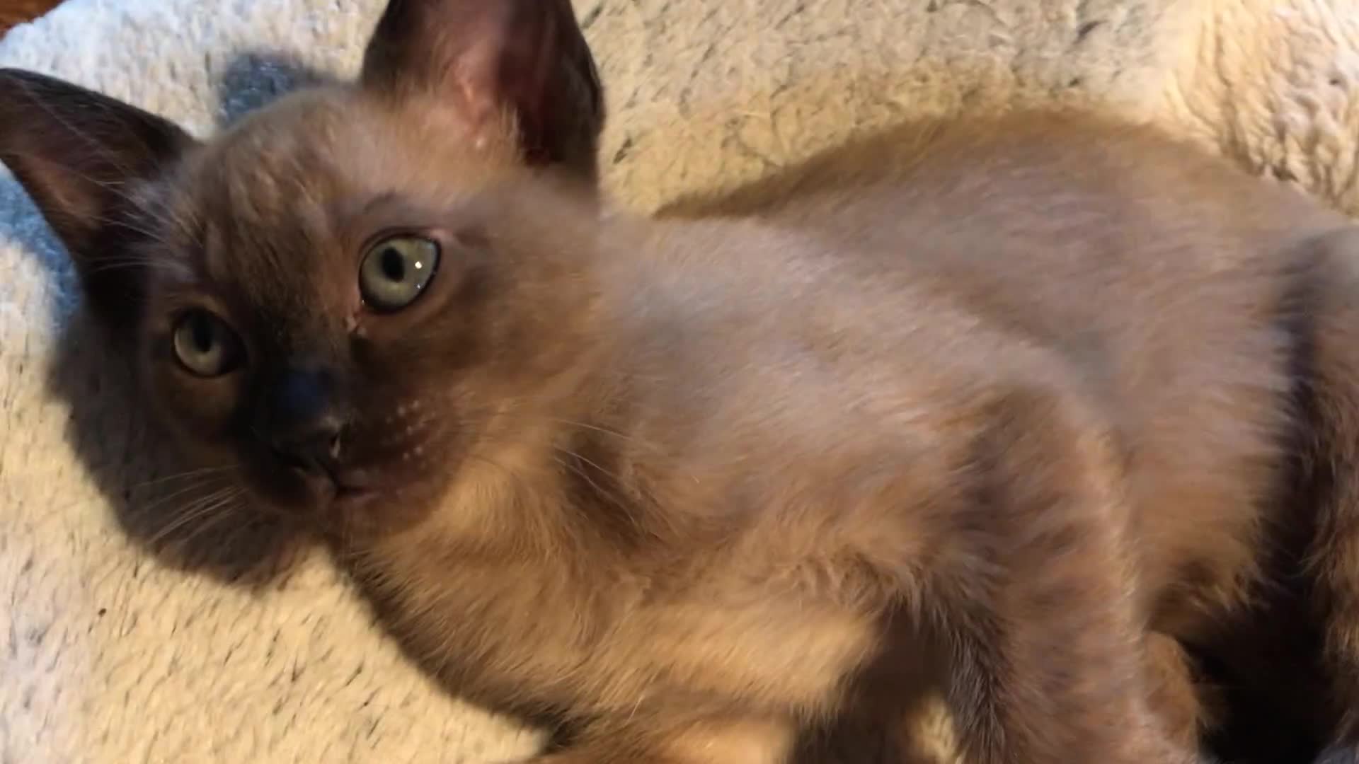 Burmese cats for sale: Exquisite Tonkdolls - Video 1