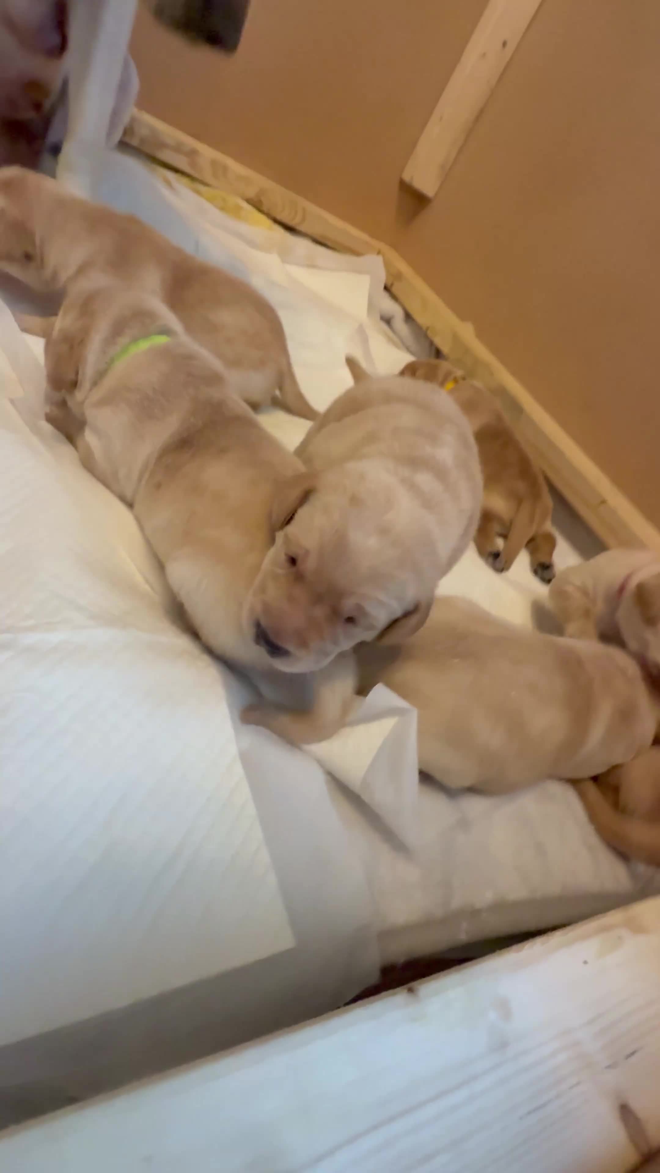 Labrador Retriever dogs for sale: KC Reg Fox Red / Blonde  Lab Puppies – Home Reared - Video 2
