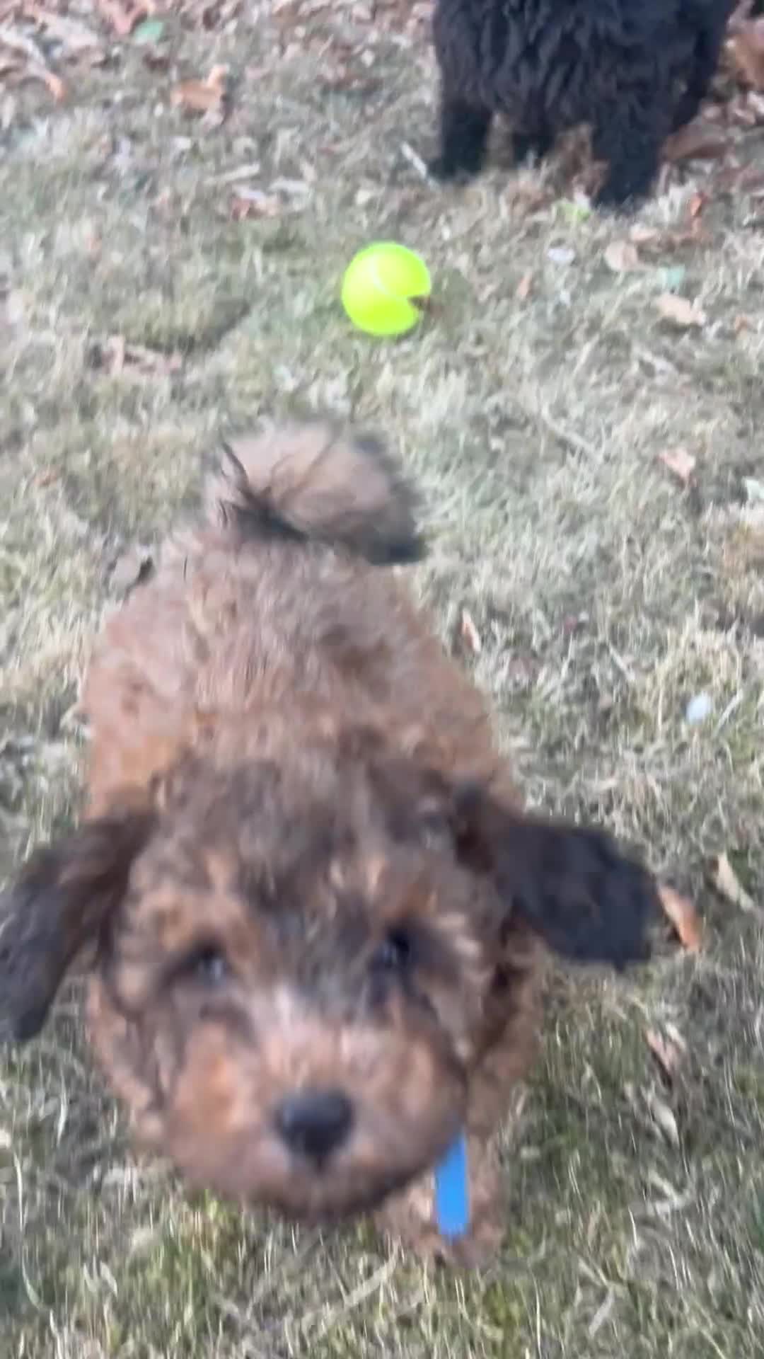 Cavapoo dogs for sale: Fully health tested Beautiful F1BB Cavapoo puppies - Video 3