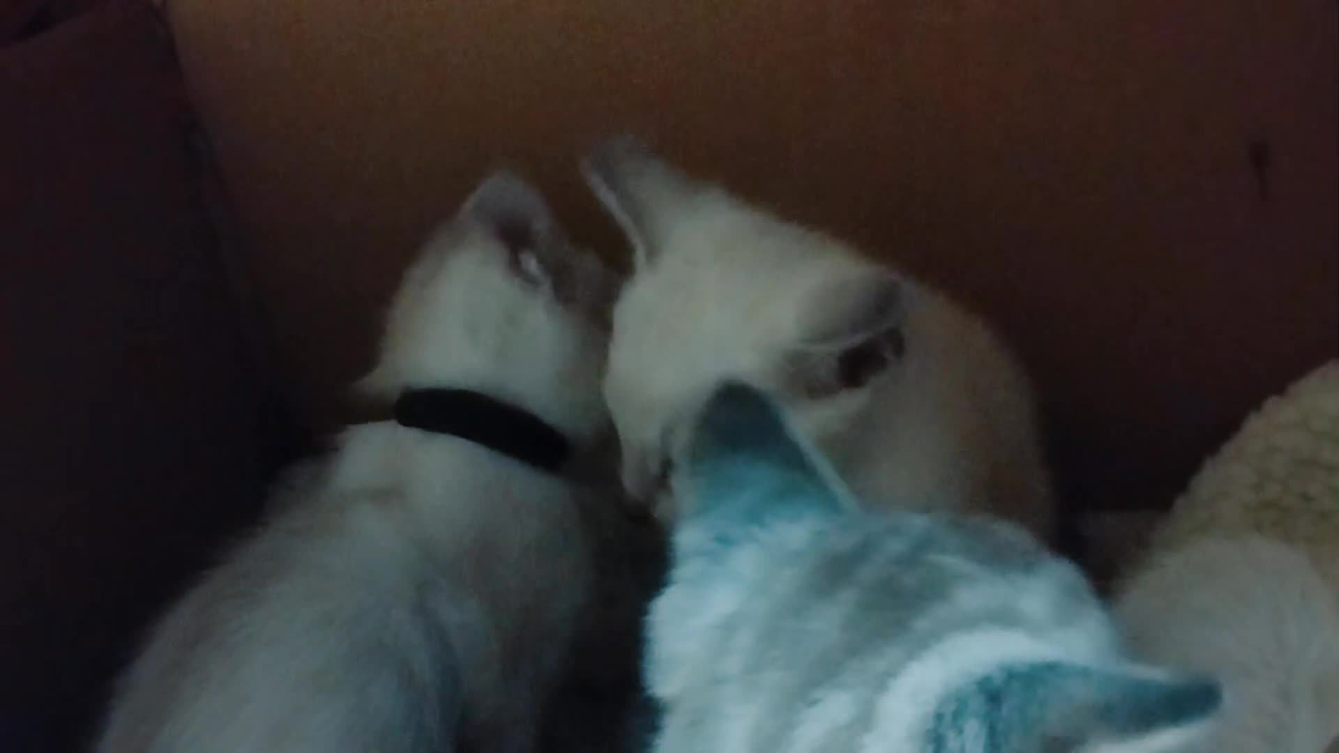 Siamese cats for sale: Absolutely EXCEPTIONAL Snow Kittens - Video 1