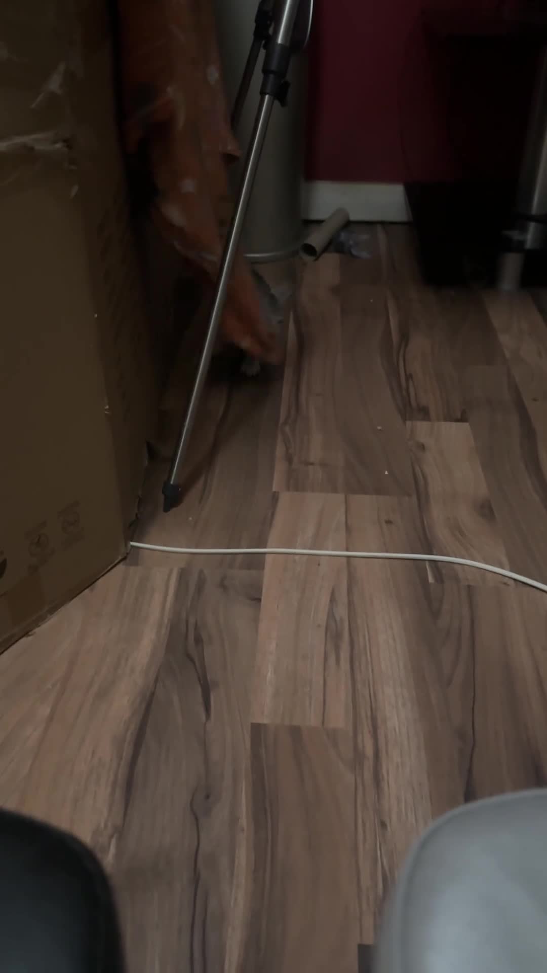 Mixed Breed cats for sale: Crossed Between Oriental short hair & White Bengal - Video 3