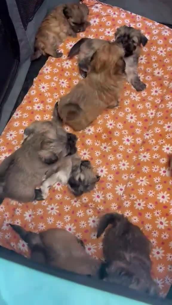Lhasa Apso dogs for sale: 6 Lhasa Apso Puppies ready to leave now! - Video 1