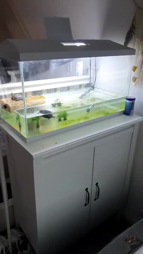 Terrapin reptiles for sale: 🐢 Two Terrapins For Sale (Tank Included) - Video 1