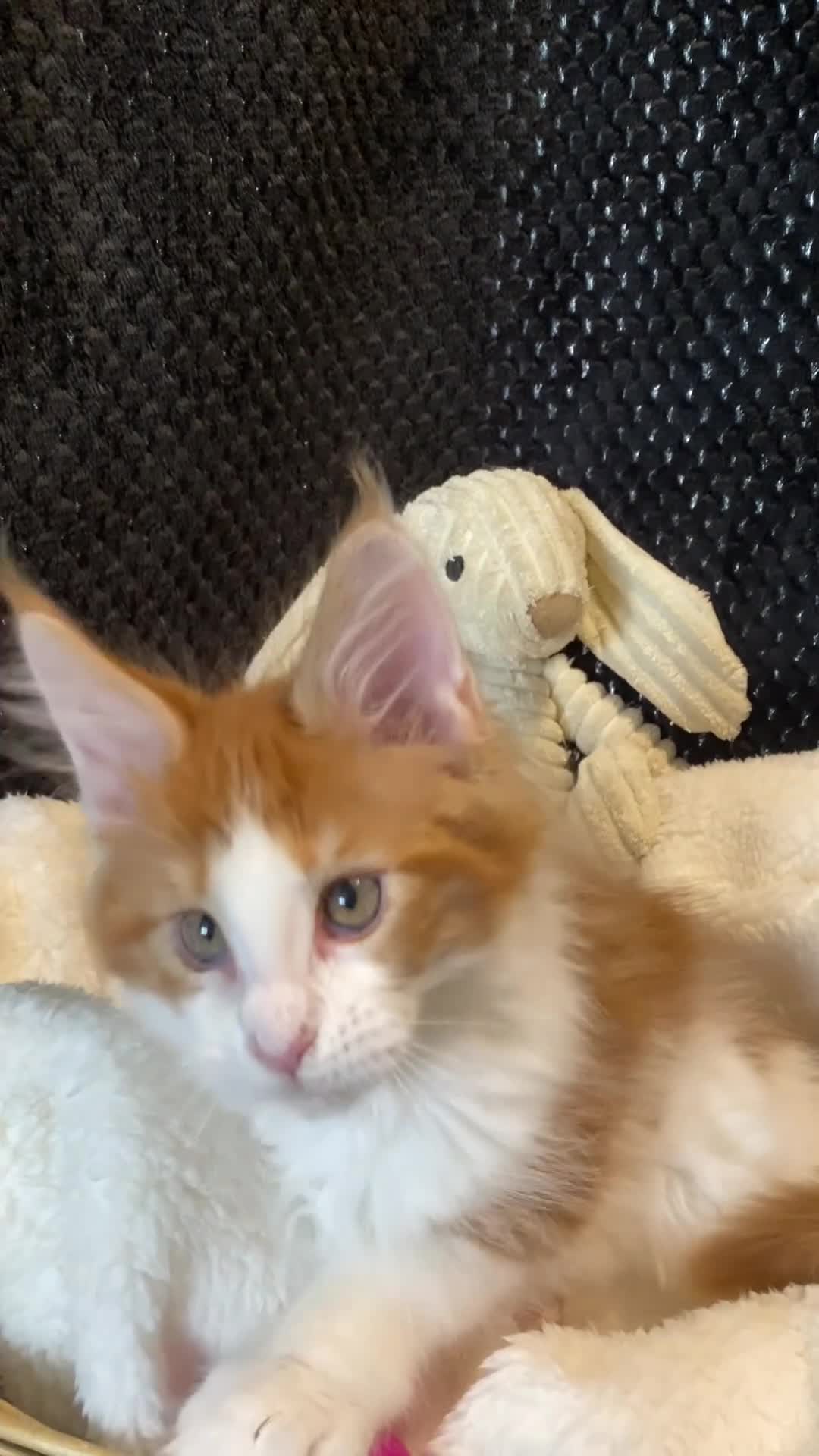 Maine Coon cats for sale: Monarch, Maine coon PEDIGREE XL kittens - Video 4