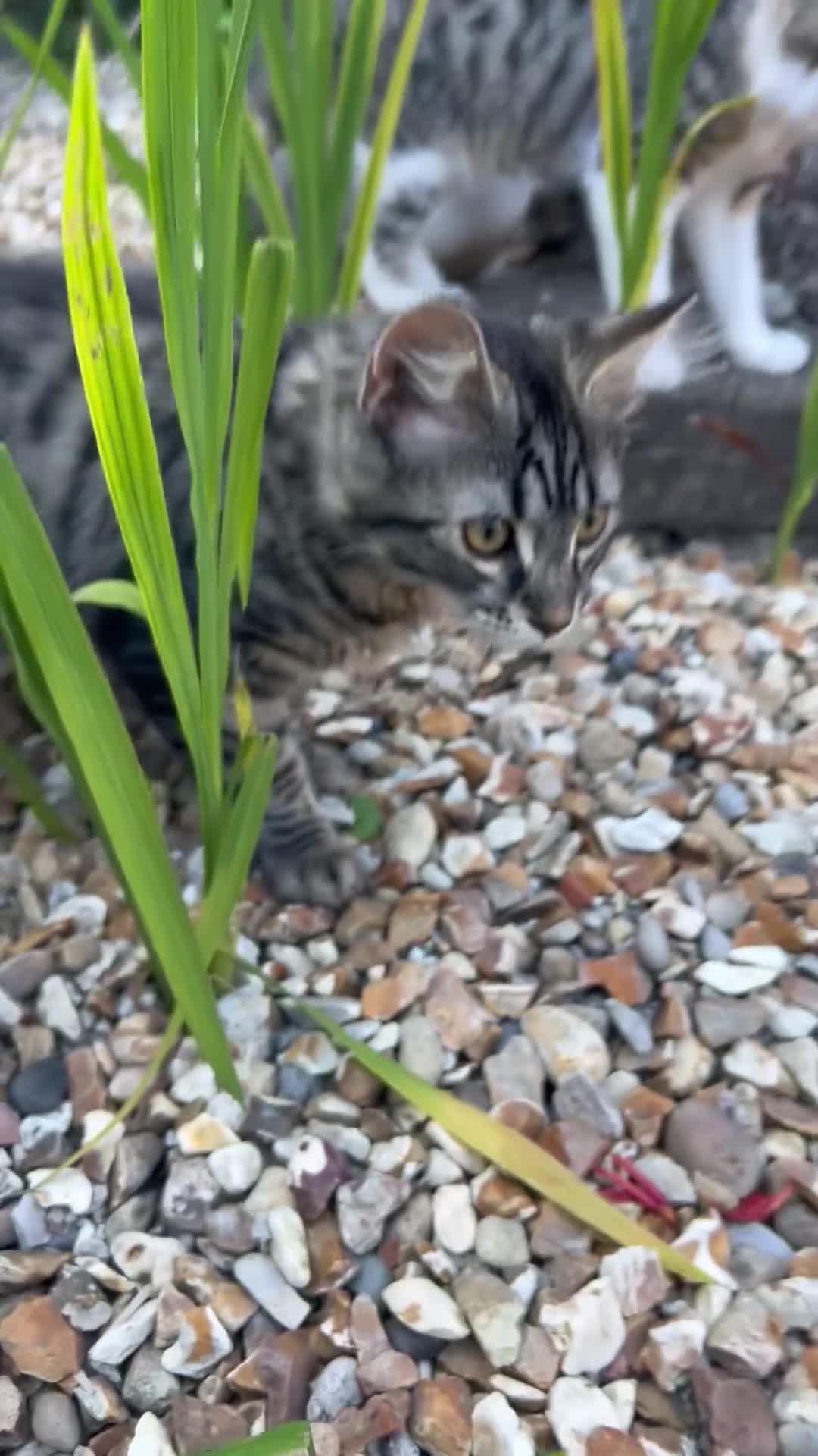 Mixed Breed cats for sale: Two brother cats  in Tredegar - Video 1