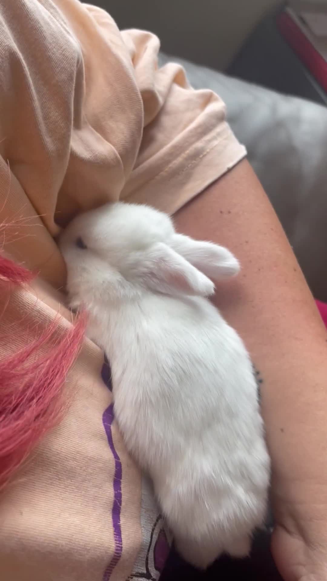 Mini Lop rabbits for sale: Rabbit's available now  - Video 1