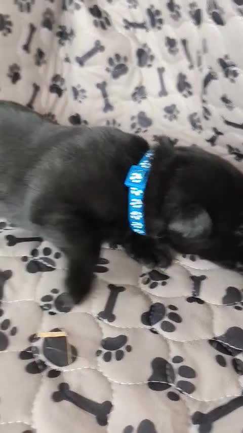 German Shepherd dogs for sale: 6 Beautiful German Shepherd Puppies in Tenbury Wells - Video 5