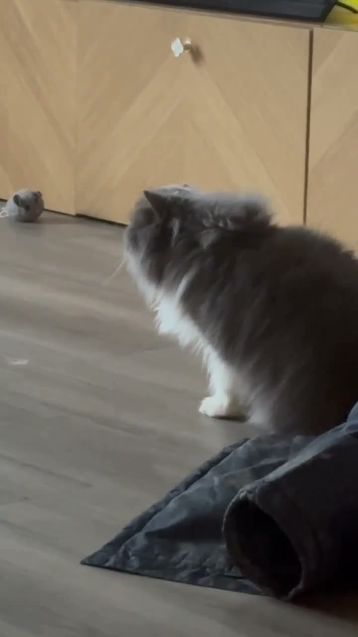 Persian cats for sale: GCCF Active Registered Persian - Video 1