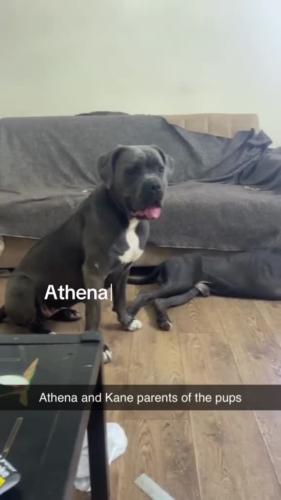 Cane Corso dogs for sale: Cerberus champion bloodline cane corso - Video 1
