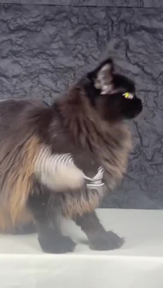 Maine Coon cats for sale: An exceptional Maine Coon female kitten in Livingston - Video 2