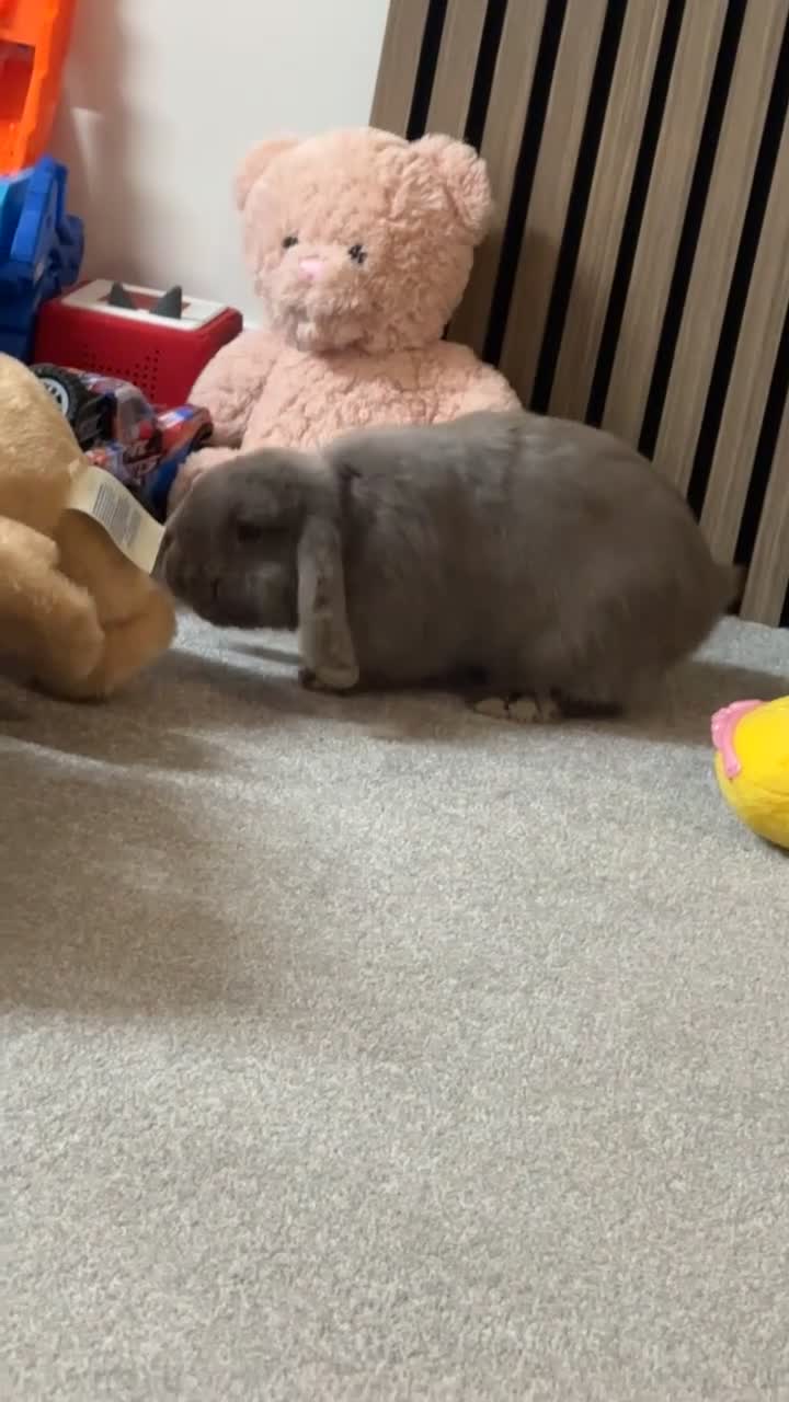 Dwarf Lop rabbits for sale: Rabbits  - Video 2