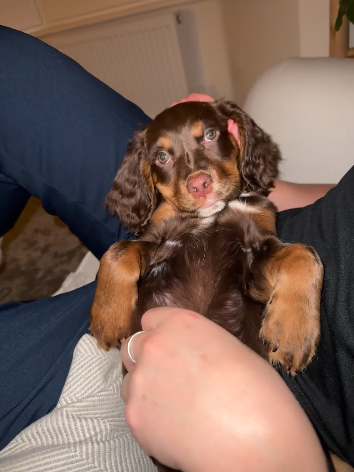 Cocker Spaniel dogs for sale: Loving Home Wanted for Beautiful Olive (WCS Puppy) - Video 3