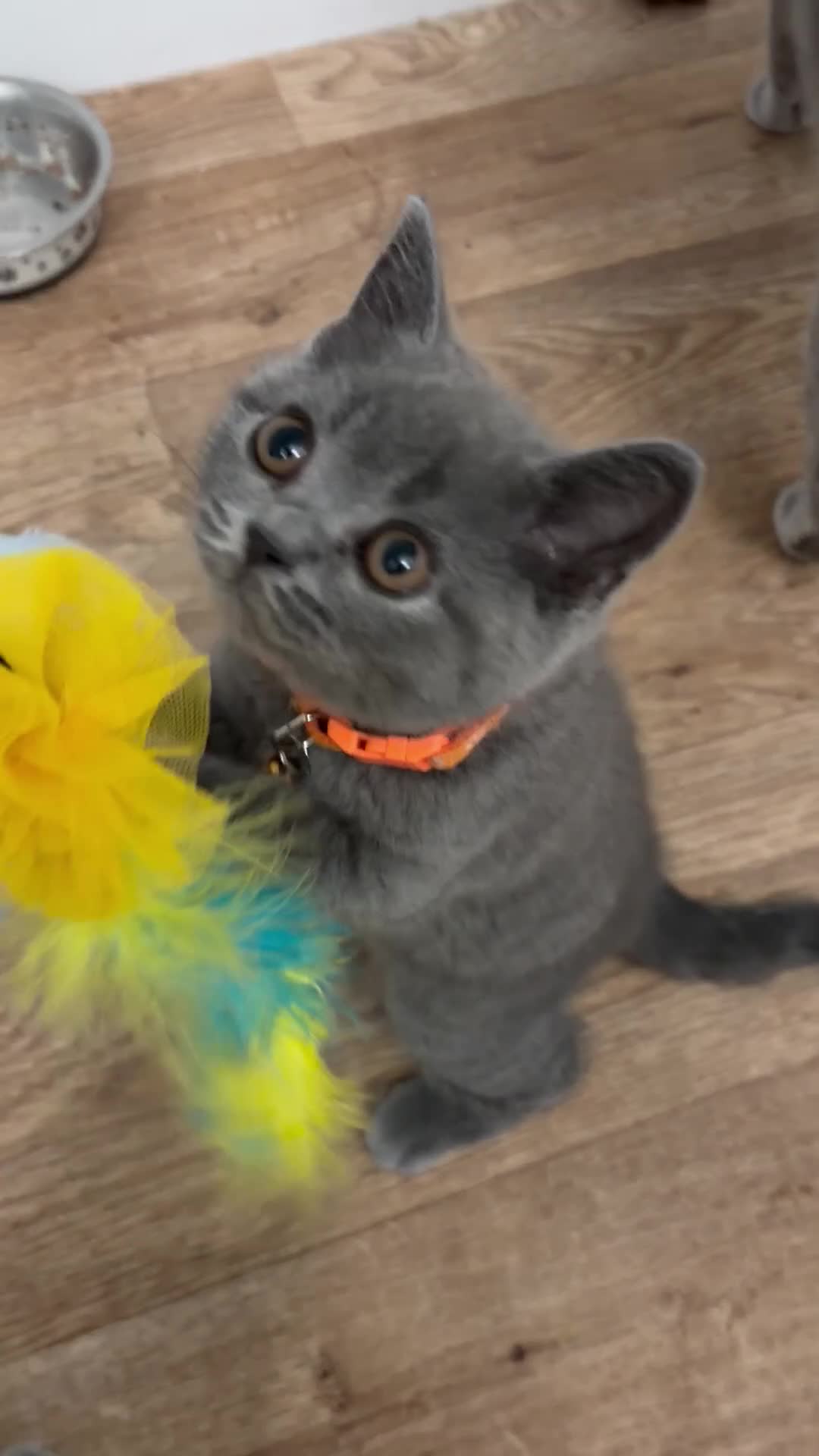 British Shorthair cats for sale: Ready!! GCCF, 5 gen championship BSH female - Video 1