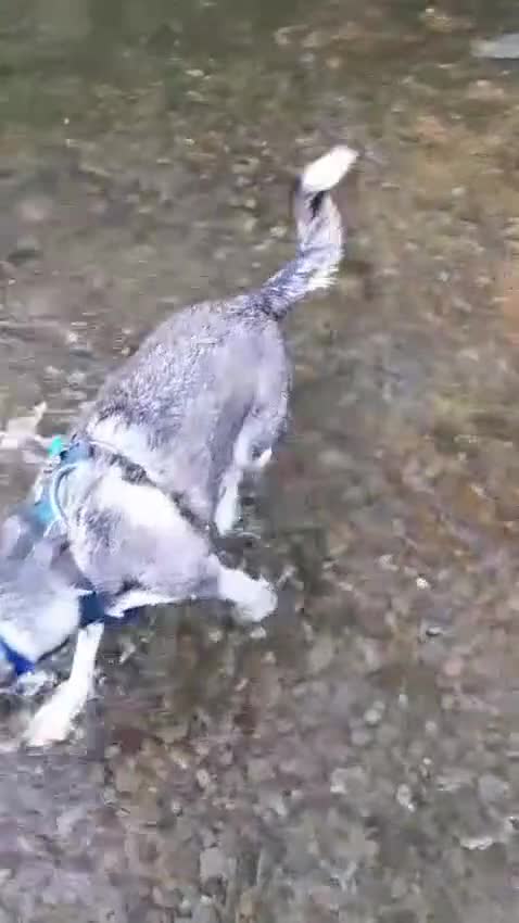 Mixed Breed dogs for adoption: Gus is ready to steal your heart - Video 1