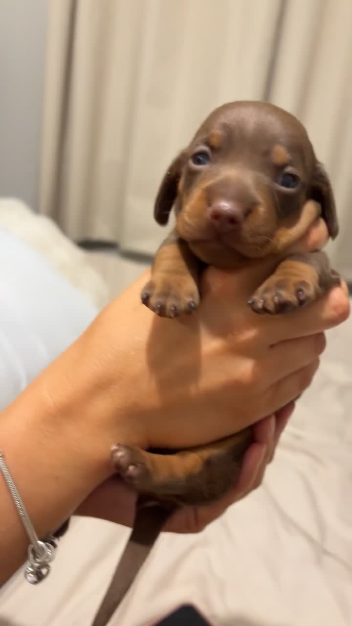 Miniature Dachshund dogs for sale: Dachshund puppy’s forsale  - Video 2